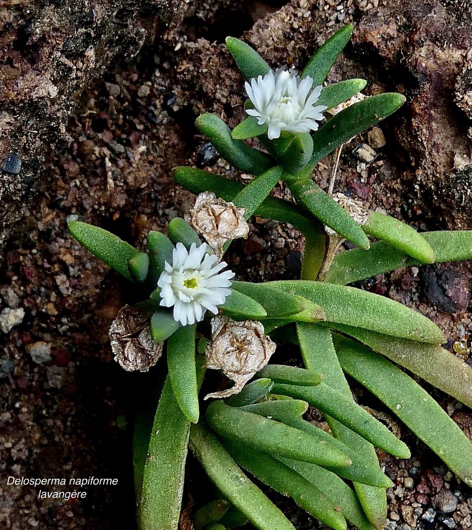 Delosperma napiforme.lavangère.aizoaceae.endémique Réunion..jpeg