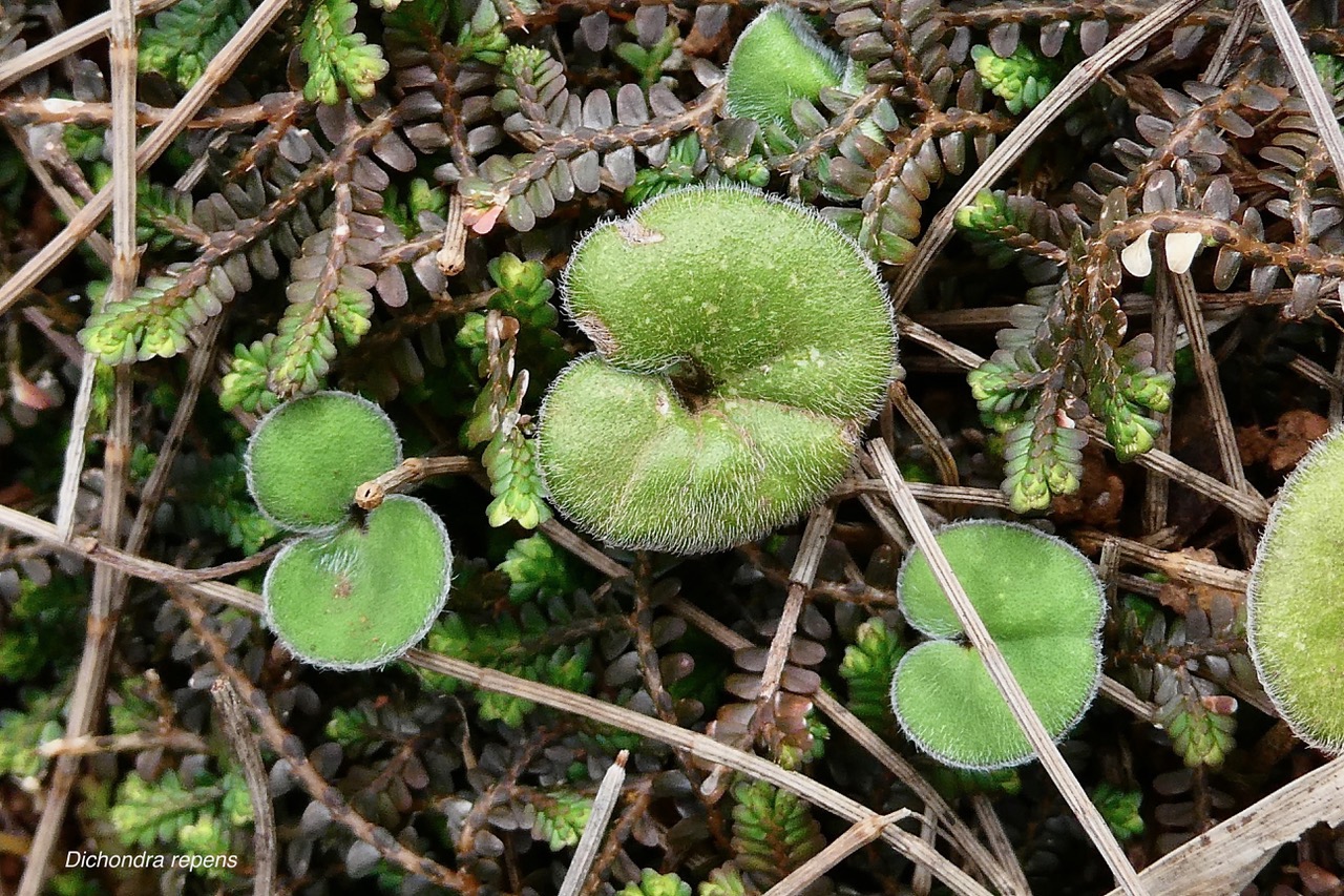 Dichondra repens.convolvulaceae.indigène?.jpeg