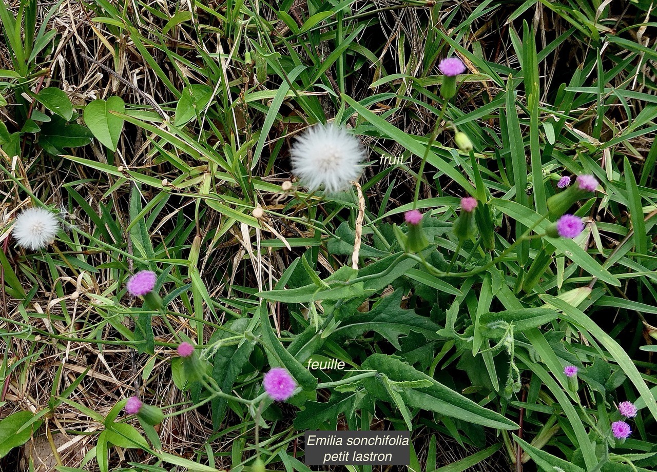 Emilia sonchifolia.petit lastron.asteraceae.amphinaturalisé..jpeg