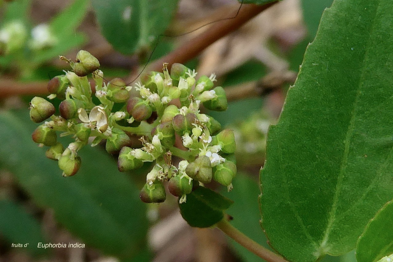 Euphorbia indica Lam.Jean Bélan.( fruits tricoques ) .euphorbiaceae.amphinaturalisé.jpeg