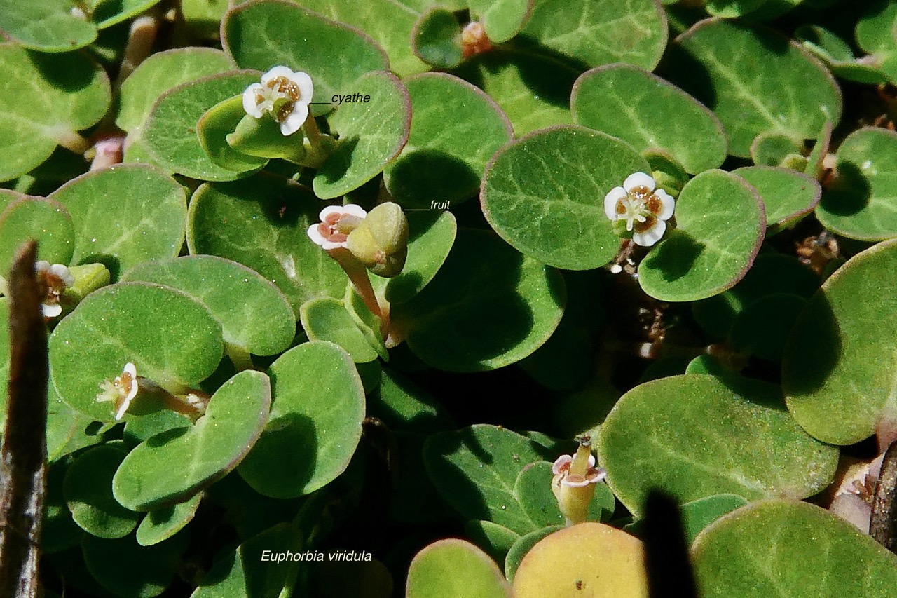 Euphorbia viridula. ( Chamaesyce viridula )euphorbiaceae.endémique Réunion. (1).jpeg