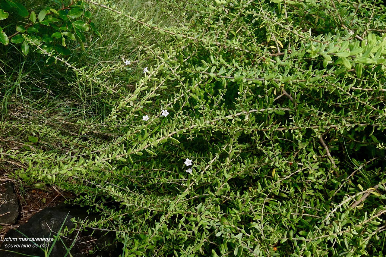 Lycium mascarenense.souveraine de mer.solanaceae.indigène Réunion. (3).jpeg