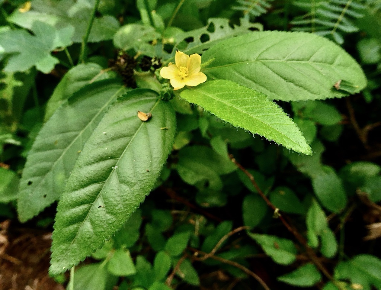 Malvastrum coromandelianum.herbe dure.malvaceae.amphinaturalisé..jpeg