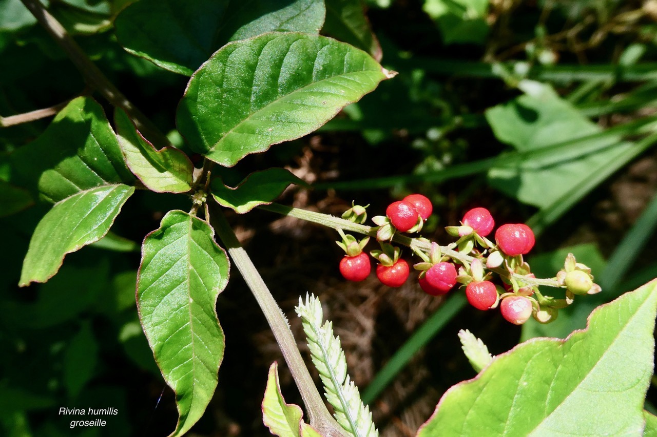 Rivina humilis.groseille.( avec fruits ) petiveriaceae.assimilé indigène..jpeg