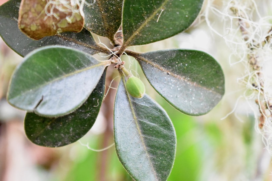 Fruit de Bois de qivi - Turraea (monticole Bosser ?) - MELIACEAE - Endémique Réunion