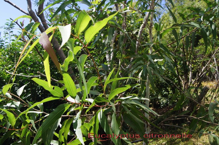 Eucalyptus_citronnelle