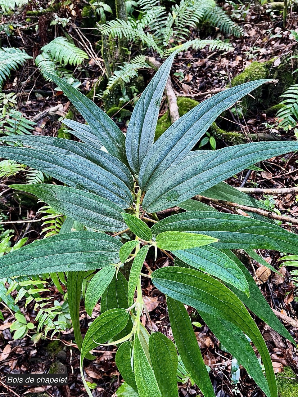 Boehmeria penduliflora.bois de chapelet.urticaceae.amphinaturalisé.très envahissant..jpeg