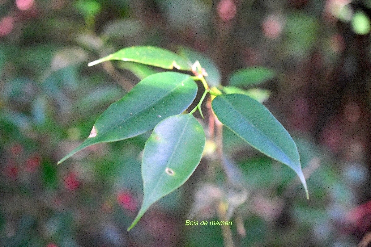 Maillardia borbonica  Bois de maman Mo raceae Endémique La Réunion 3051.jpeg