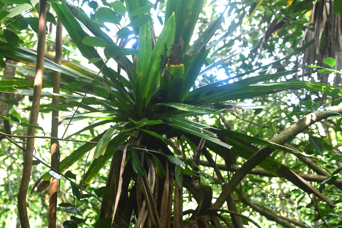 Pandanus purpurascens Vacoa des hauts Pan danaceae Endémique La Réunion 7815.jpeg