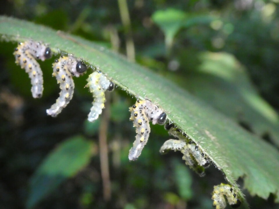 Cibdela janthina - Larves de mouche bleue au travail - ARGIDAE - Sumatra - P1060262.jpg