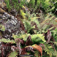 Polystichum ammifolium.dryopteridaceae.endémique Madagascar Mascareignes.jpeg