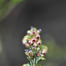 Erica reunionensis - Branle vert - ERICACEAE - Endemique Reunion - MB3_2533.jpg