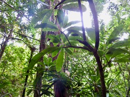 10 Sideroxylon imbricarioides ou Sideroxylon majus - Bois de fer - Sapotaceae