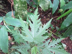 2-Feuille juvénile Ficus lateriflora  - Ficus Blanc  - MORACEAE - Endémique de la Réunion et de Maurice