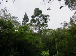 4 Deux Homalium paniculatum - Corce blanc - Salicacée - endémique de la Réunion