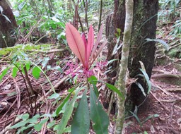 6 Badula borbonica - Bois de savon - PRIMULACEAE  Myrsinacée    monocaule