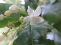 8 Fleur de la plante mystère