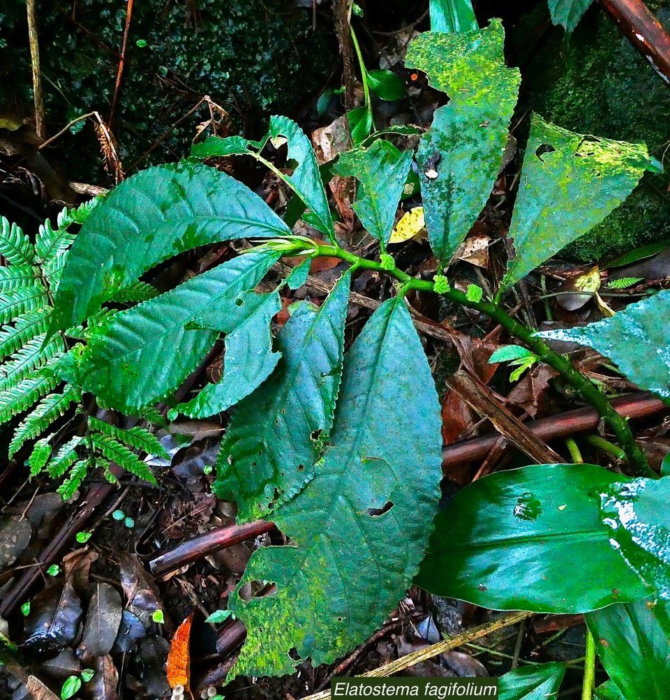 Elatostema fagifolium  urticaceae.indigène Réunion;.jpeg