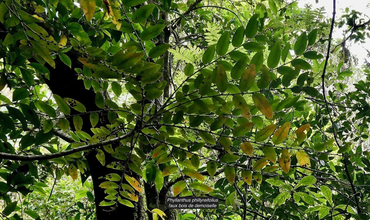 Phyllanthus phillyreifolius .faux bois de demoiselle.bois de cafrine .phyllanthaceae.endémique Réunion Maurice..jpeg
