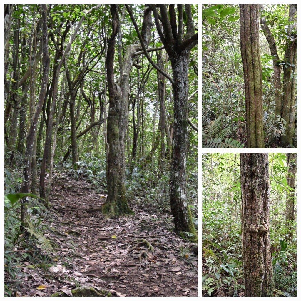 Hancea_integrifolia-Bois_de_perroquet-EUPHORBIACEAE-Endemique_Reunion_Maurice-20231121_200807.jpg