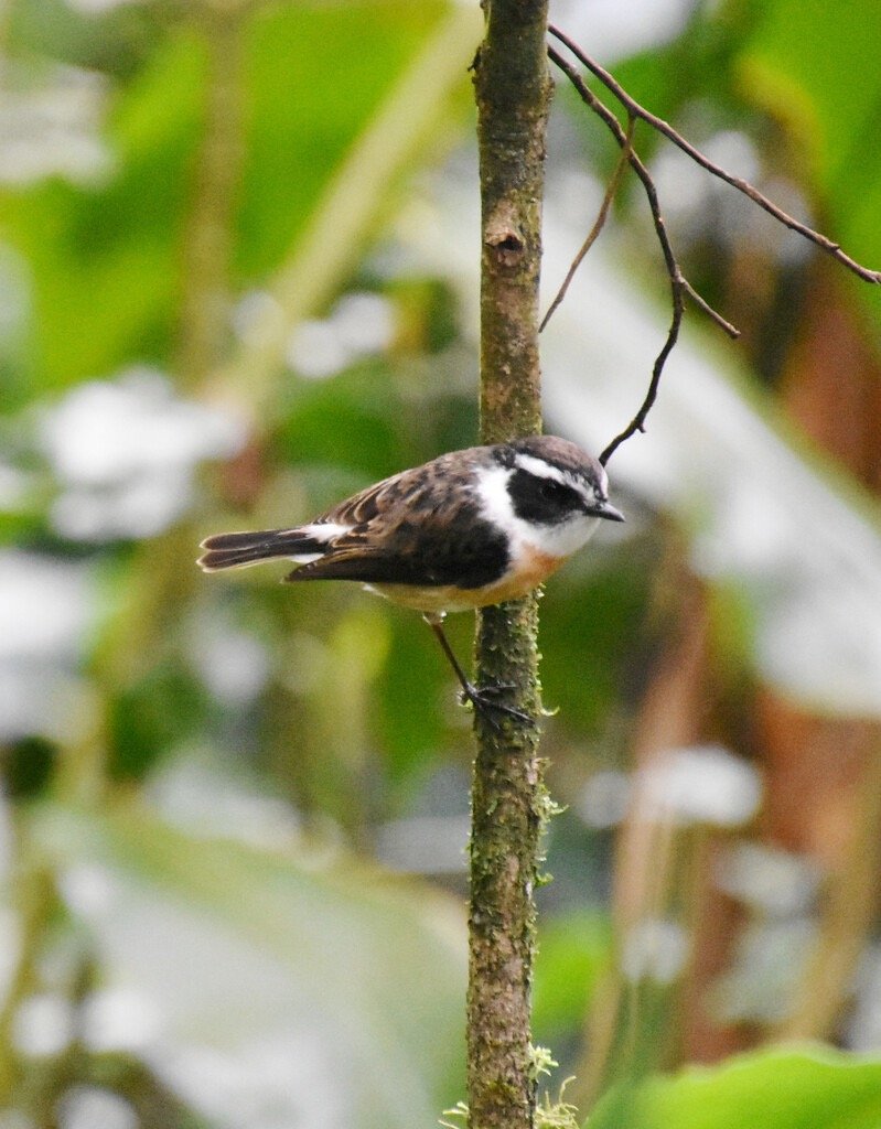 Saxicola_tectes-Tec_tec-MUSCICAPIDAE-Endemique_Reunion-MB3_4561b.jpg