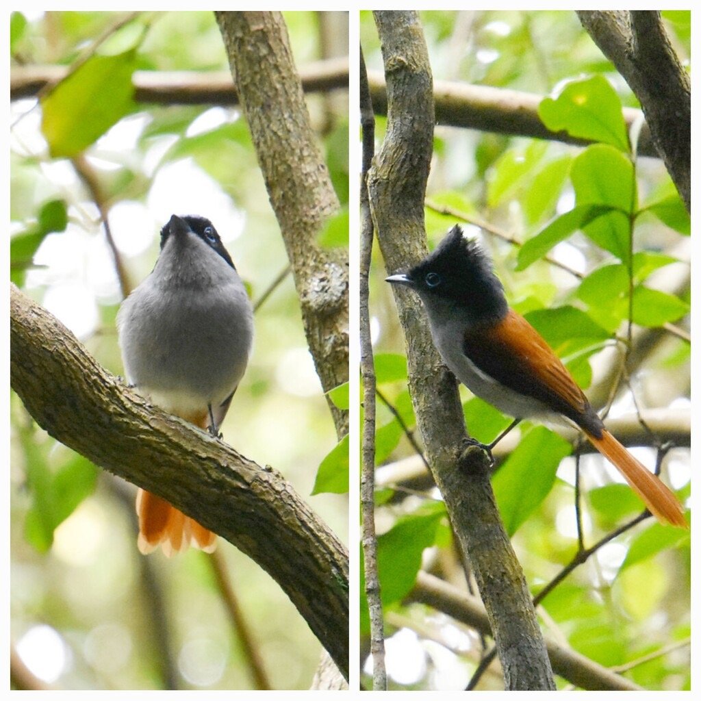 Terpsiphone_bourbonnensis-Oiseau_la_Vierge(male)_MONARCHIDAE-Endemique_Reunion-20231121_201933.jpg20231121_201654.jpg