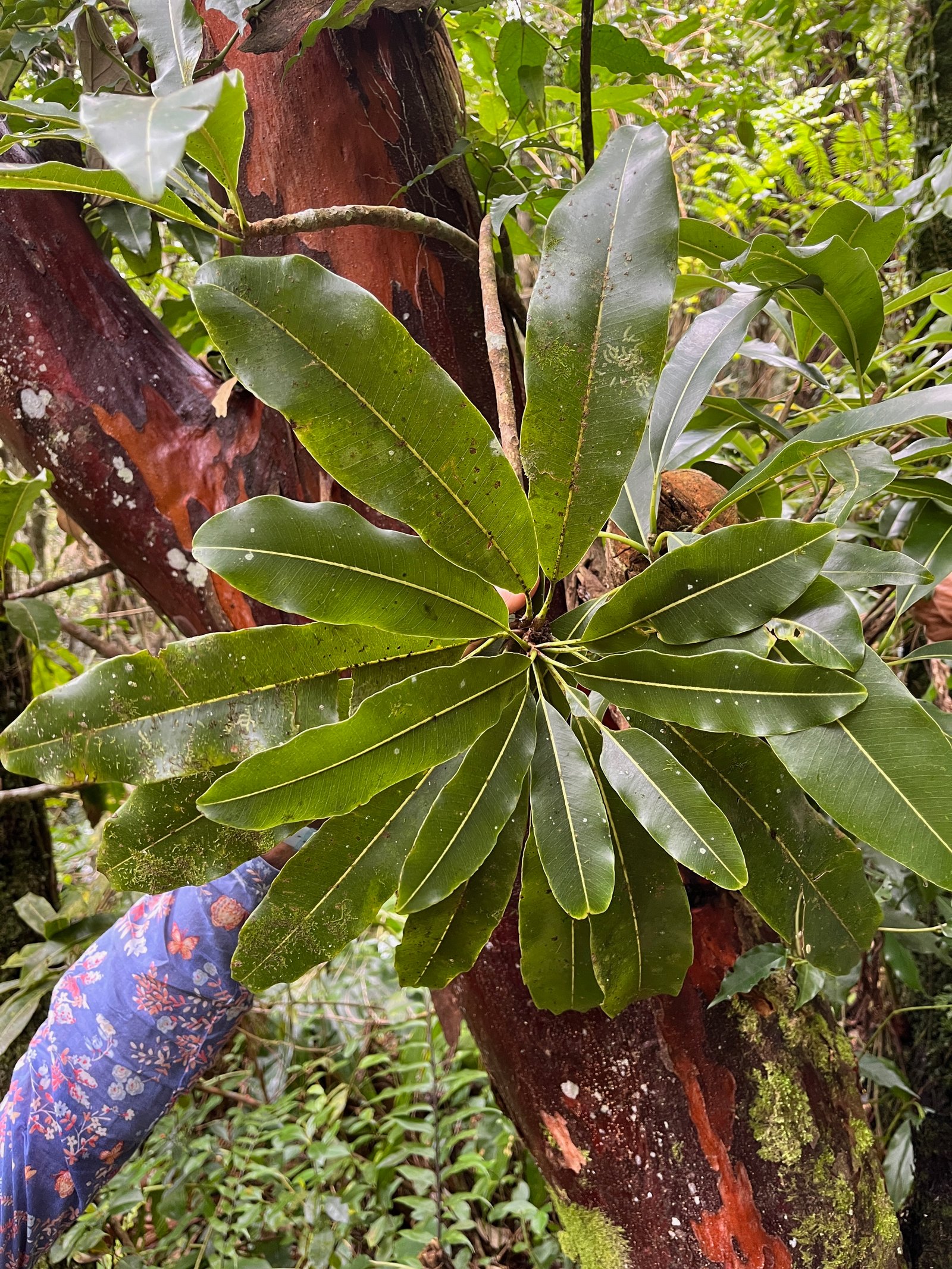 8. Sideroxylon imbricarioides ou Sideroxylon majus - Bois de fer - Sapotaceae.jpeg
