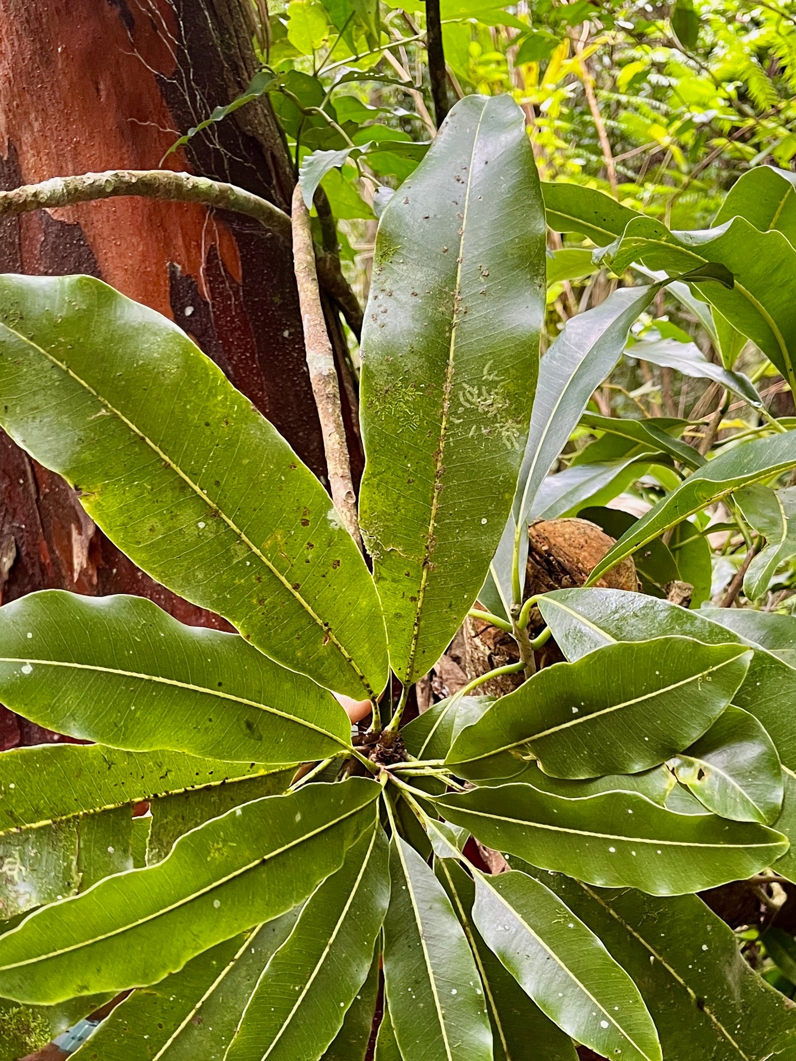 9. Sideroxylon imbricarioides ou Sideroxylon majus - Bois de fer - Sapotaceae.jpeg