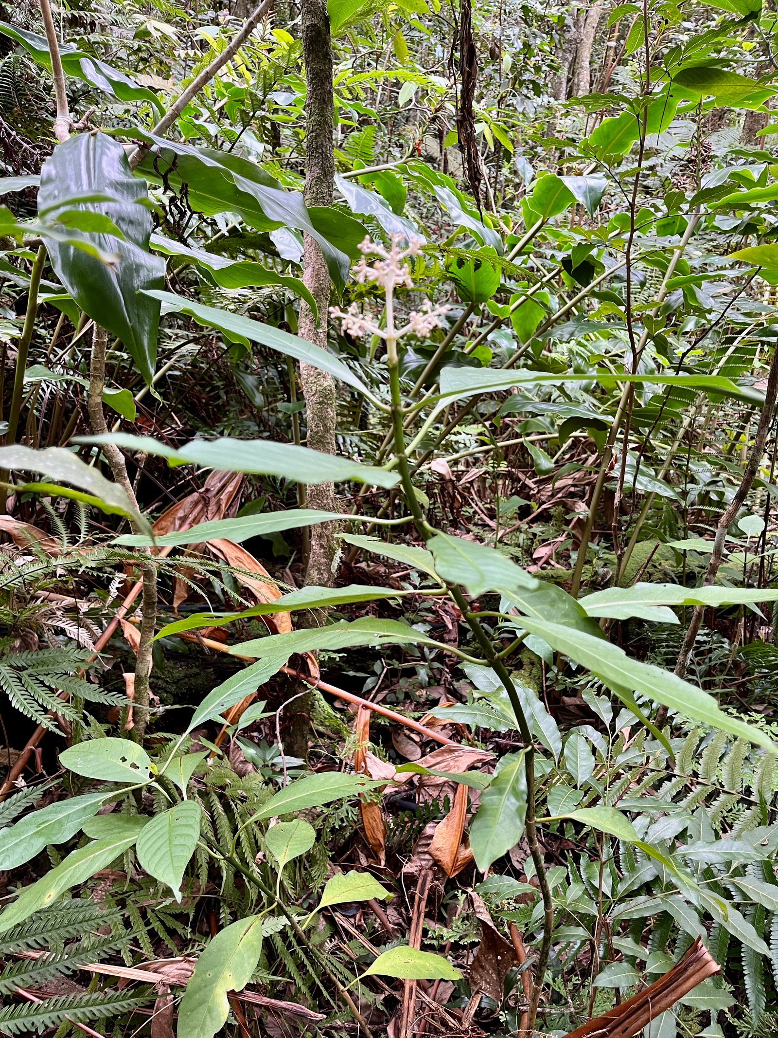 11. Chassallia corallioides - Bois de corail - Rubiacée -B.jpeg