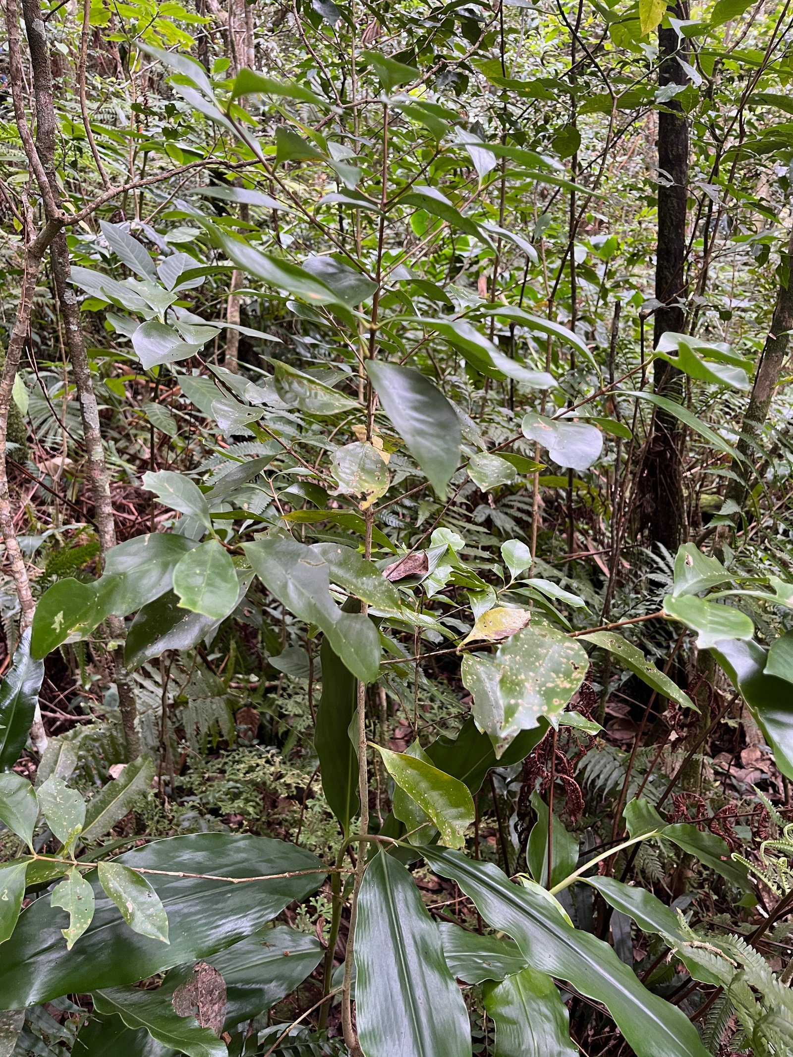 13. Coffea mauritiana - Café marron - RUBIACEE.jpeg