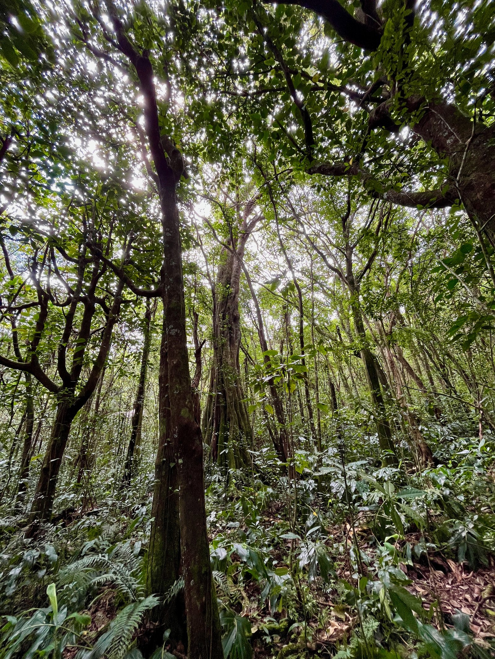 24. Au fond, l'immense Ficus lateriflora - Ficus Blanc - MORACEAE - Endémique de la Réunion et de Maurice.jpeg