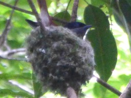 oiseau la vierge (1)