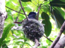 oiseau la vierge (2)