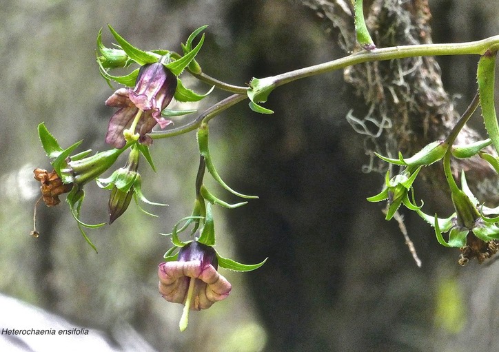 Heterochaenia ensifolia .campanulaceae;endémique Réunion.P1022021