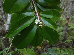 Erythroxylum laurifolium . bois de rongue P1290630