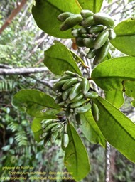 Erythroxylum laurifolium . bois de rongue P1290442