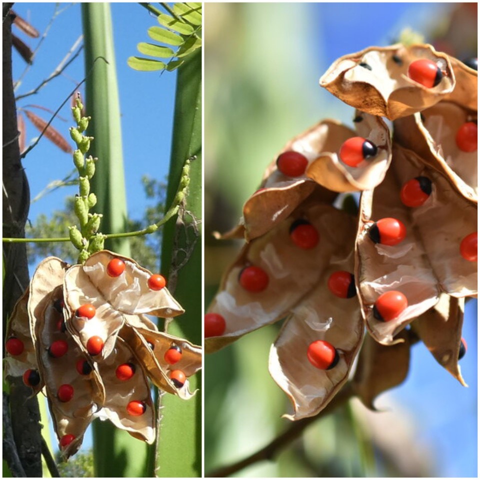 Abrus precatorius - Cascavelle - FABACEAE - Inde, Asie