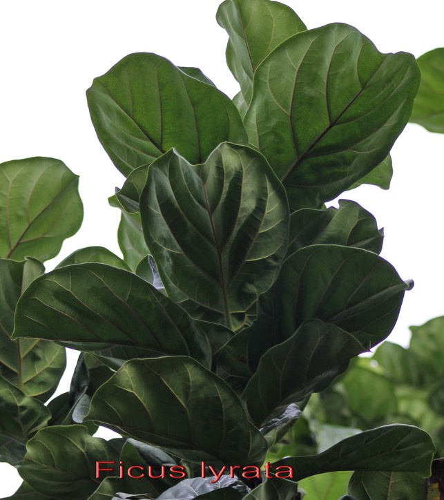 Ficus lyrata