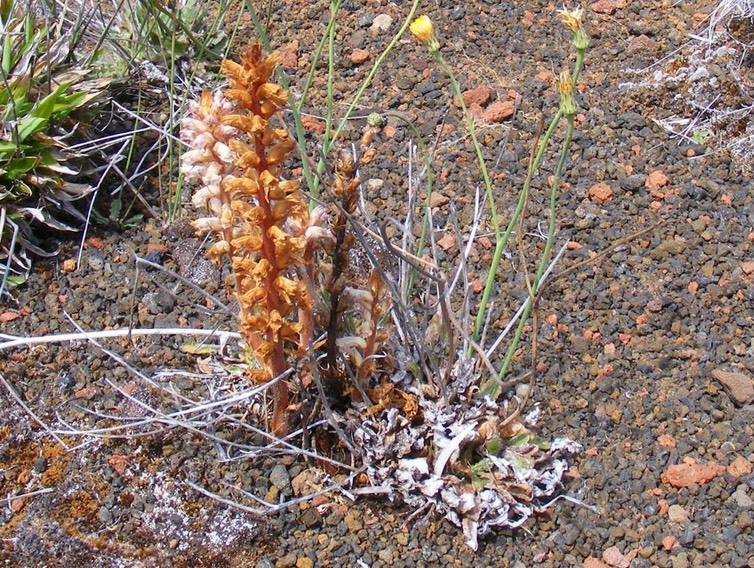 Orobanche minor