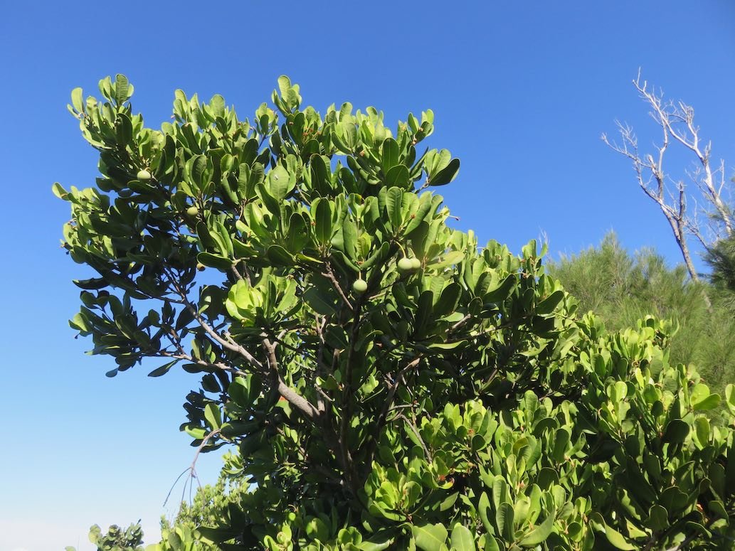 10. Mimusops coriacea - Pomme jacot - Sapotaceae -Ex. Madagascar