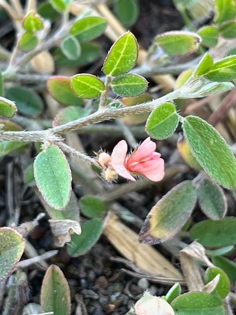 15. Fleur de Tephrosia pumila Fabaceae INDIGENE LA REUNION