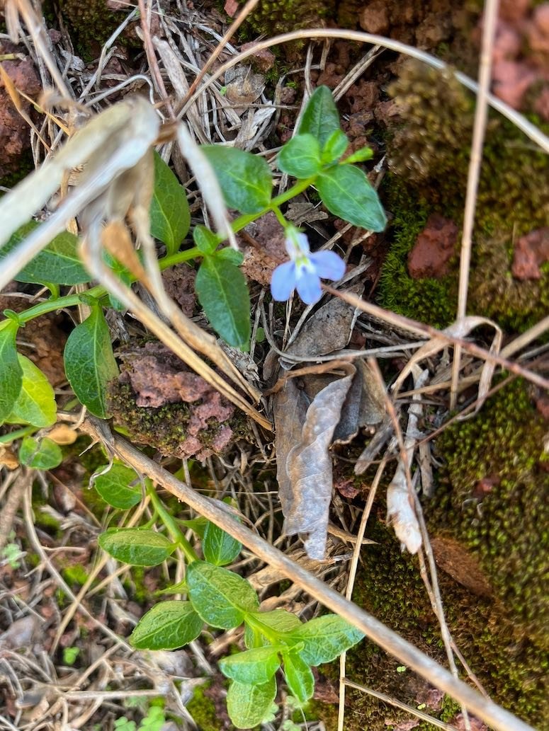 16. Lobelia serpens - Lobélie - CAMPANULAC. - Réunion, Maurice