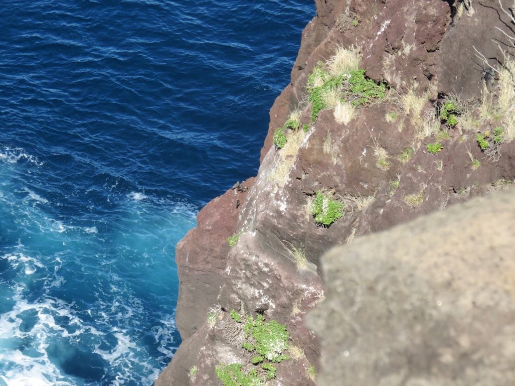 17. Les noddis sur la falaise