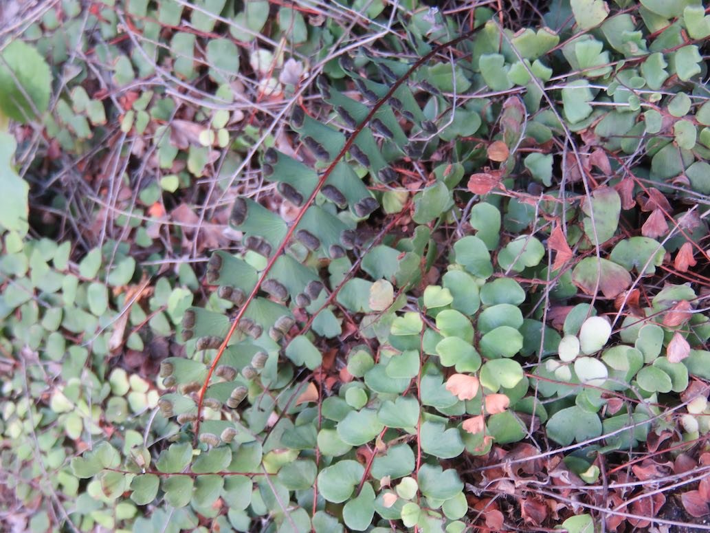 18. Adiantum rhisophorum Pteridaceae ENDEMIQUE