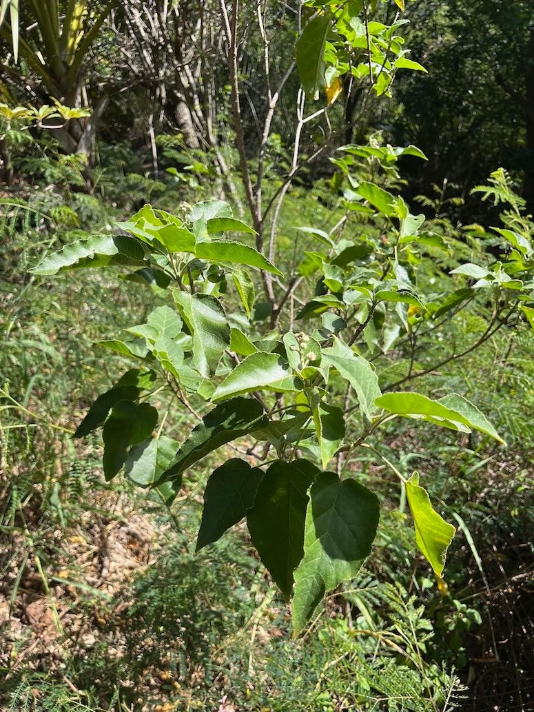 22.Croton mauritianus Lam. - Ti bois de senteur - Euphorbiaceae - endémique Réunion