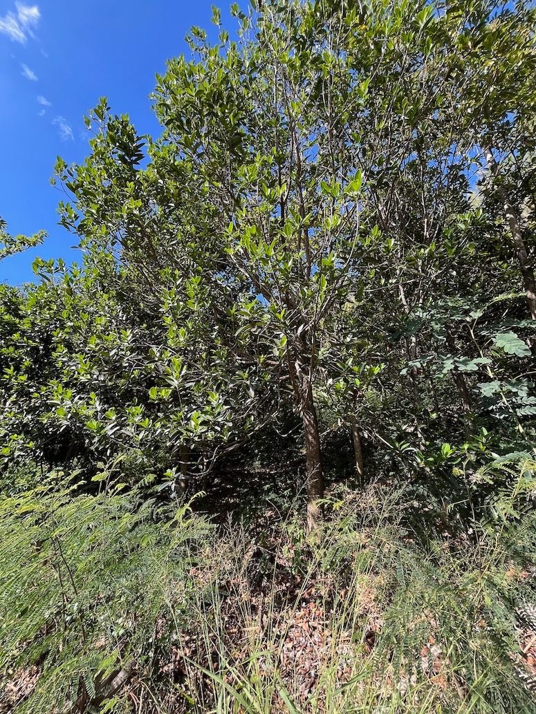 23. Elaeodendron orientale (Cassine orientalis) - Bois rouge - CELASTRACEAE - endémique de la Réunion de Maurice et de Rodrigues 