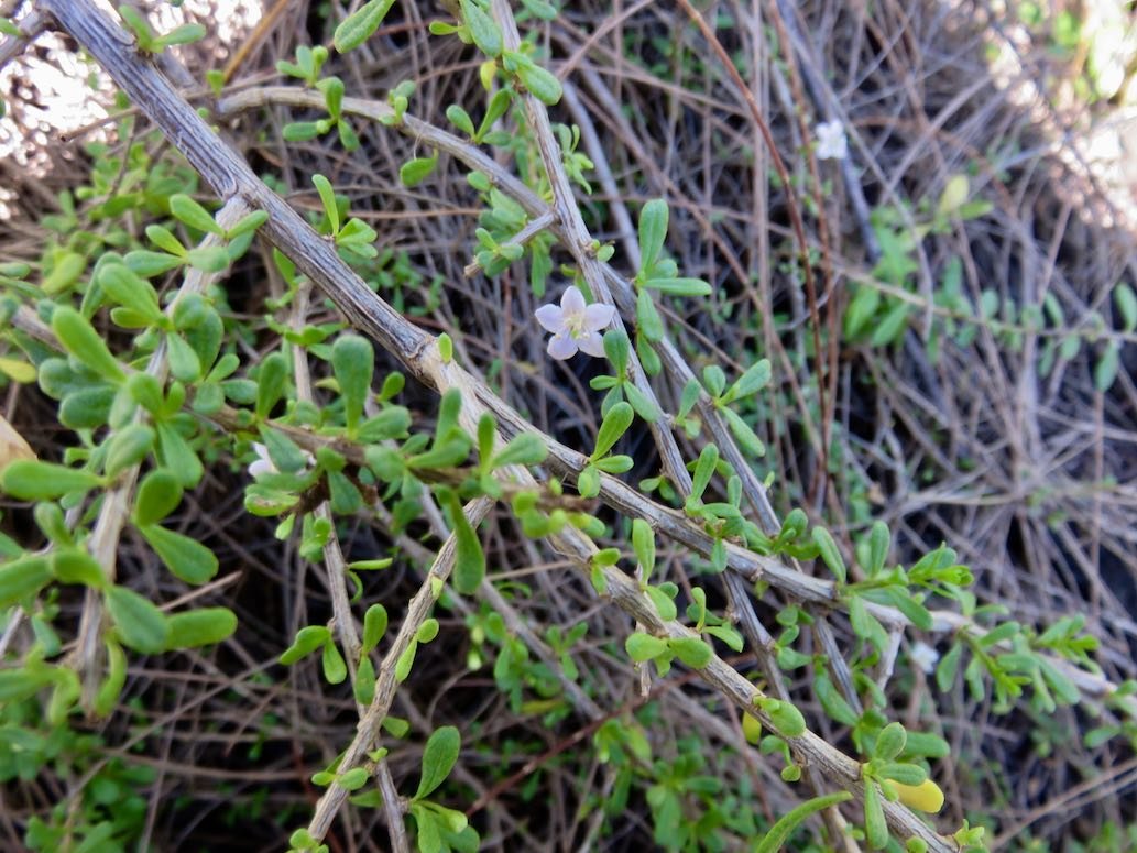 3. Lycium mascarenense Souveraine de mer Solanaceae INDIGENE LA REUNION