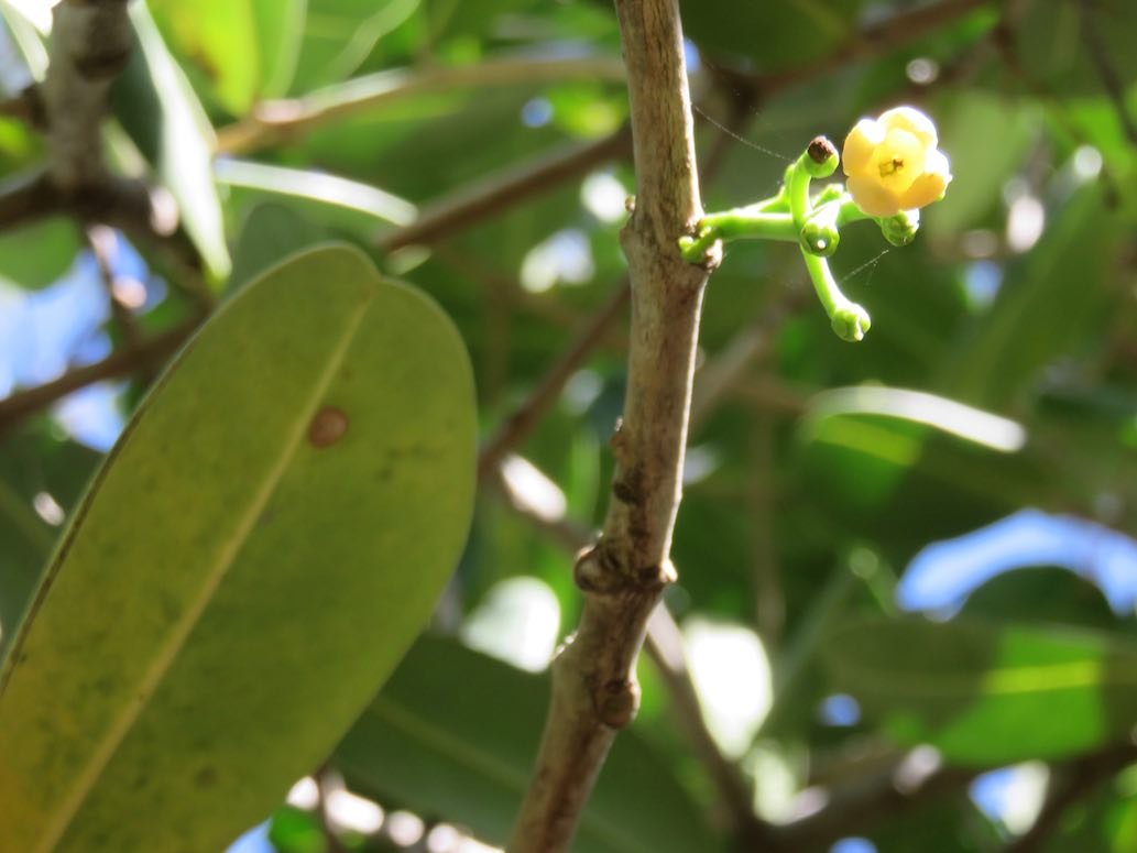3. Fleur de Noronhia emarginata Takamaka de Madagascar, Doucette Oleaceae.
