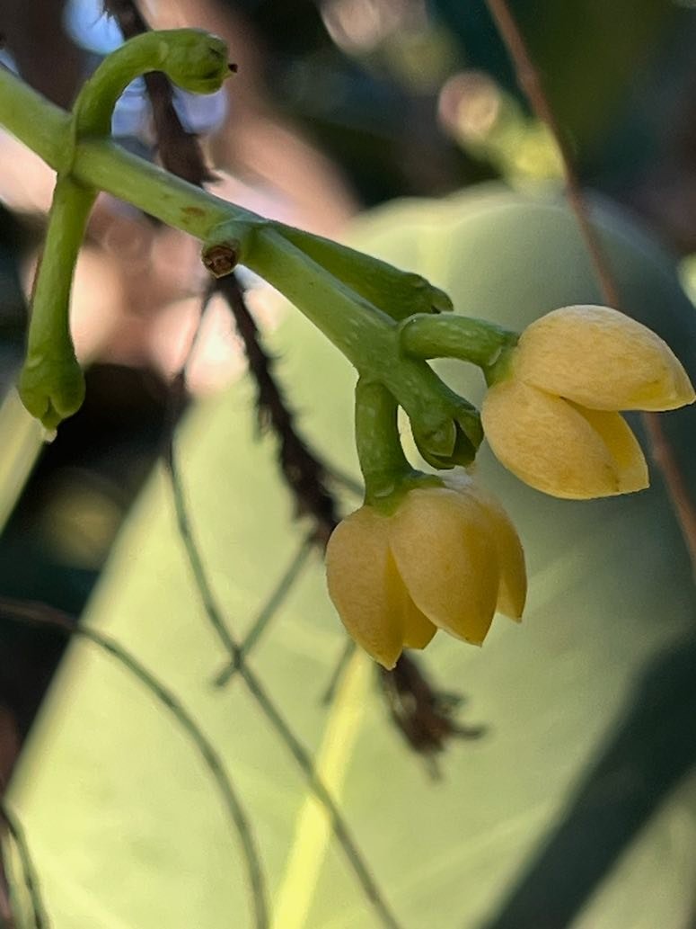4. Fleurs de Noronhia emarginata Takamaka de Madagascar, Doucette Oleaceae