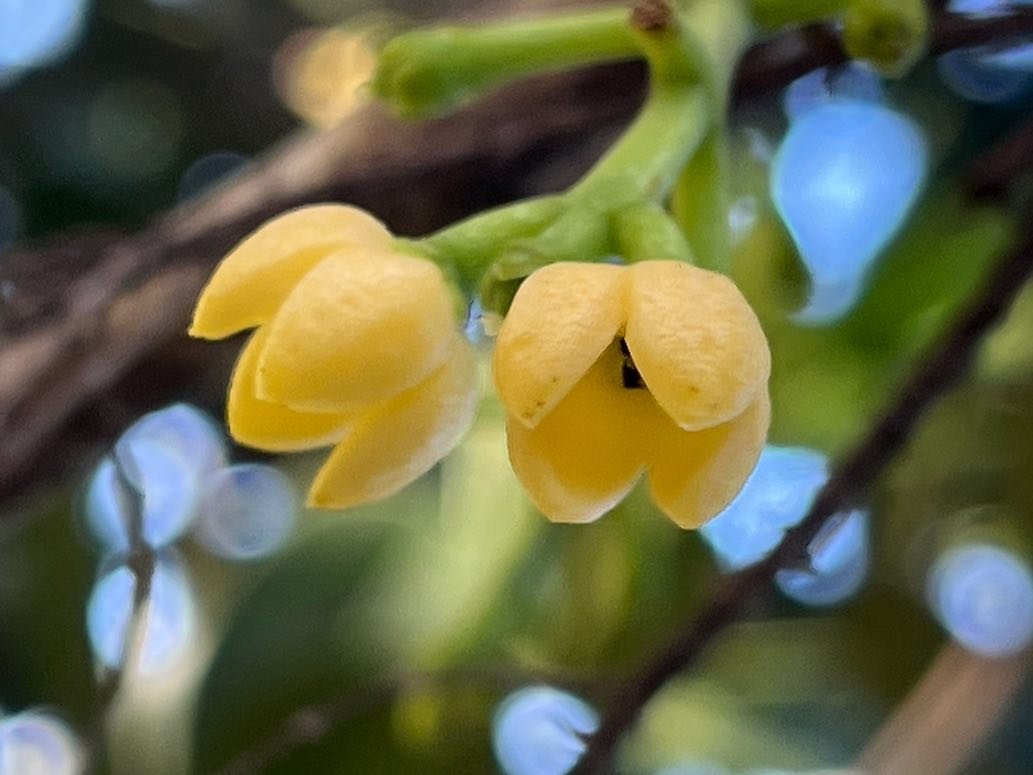5. Fleurs de Noronhia emarginata Takamaka de Madagascar, Doucette Oleaceae